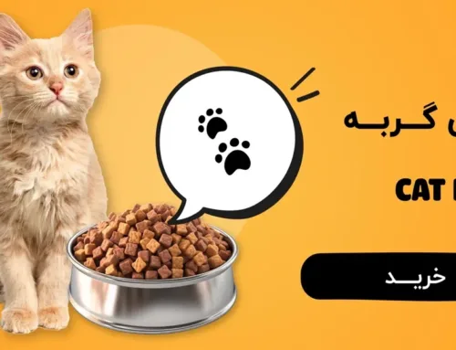 طراحی سایت پت شاپ اختصاصی؛ از ایده تا اجرای فروشگاه آنلاین